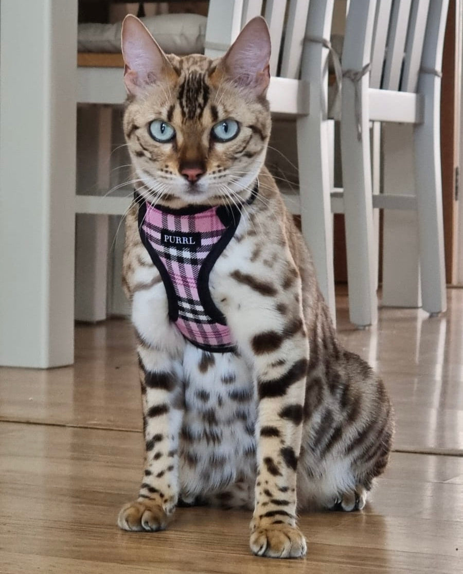 Bengal cat in pink check Purrl harness in front of some white dining chairs on a laminate floor