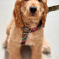 Cherry Paisley corduroy Strap dog Harness on a cockapoo puppy