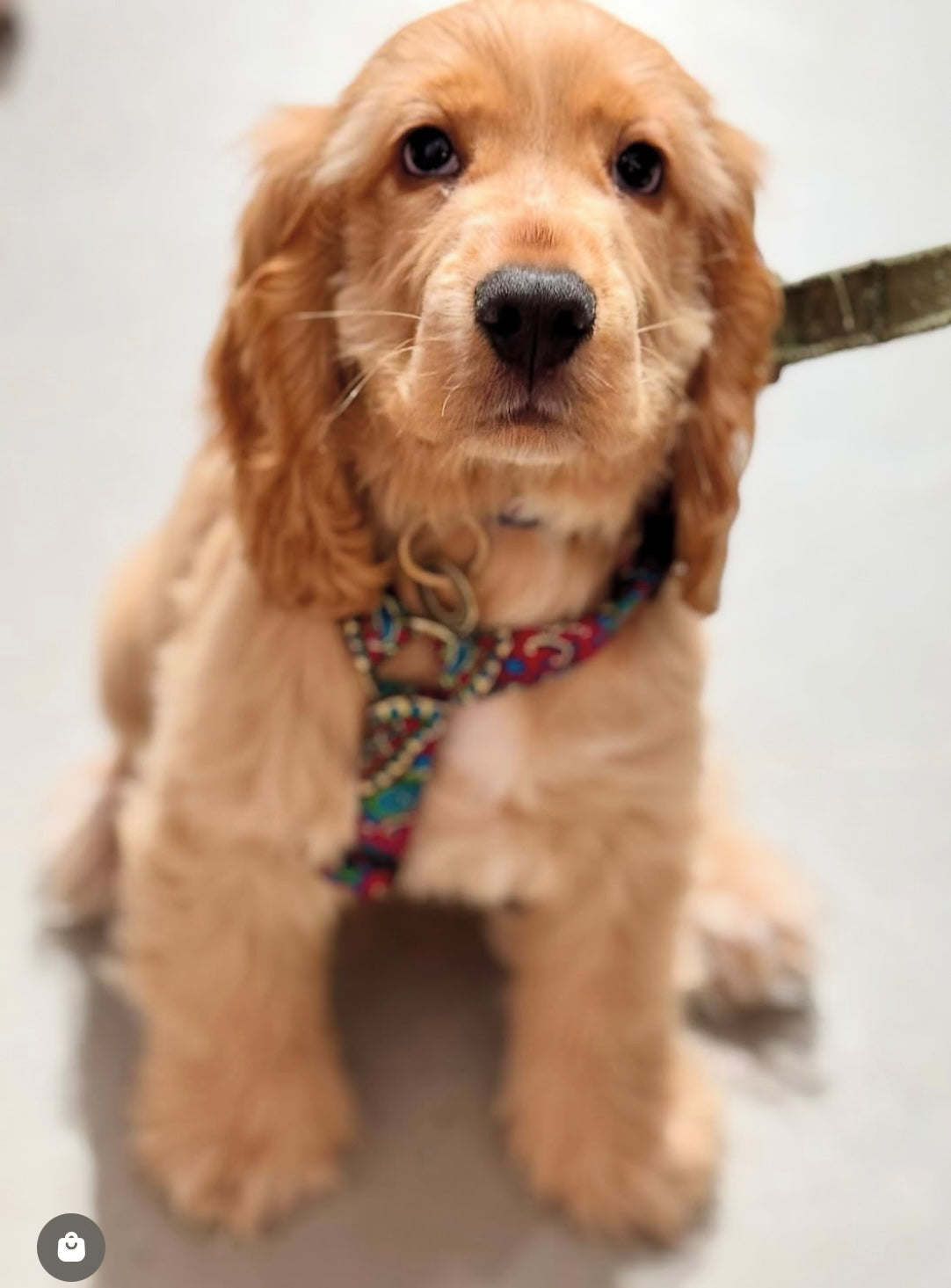 Cherry Paisley corduroy Strap dog Harness on a cockapoo puppy