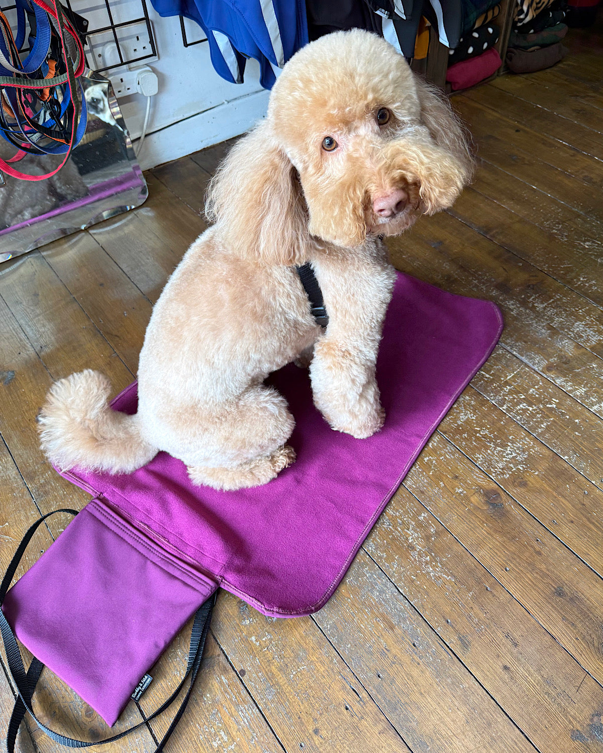 Blonde cockapoo sat on a wine coloured settle mat on a wooden floor in Barkley and fetch store in Marple UK