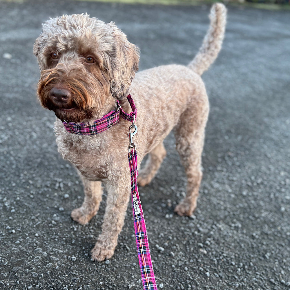 Dog on a leash standing on a paved surface