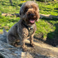 Dog standing on a log in a natural setting with greenery