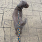 labradoodle Dog on a leash standing on a paved surface