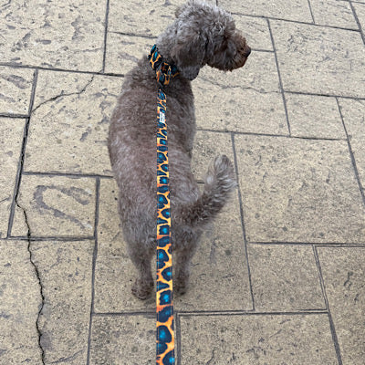 labradoodle Dog on a leash standing on a paved surface