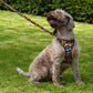 Dog on a leash wearing a colorful harness in a grassy area with trees in the background