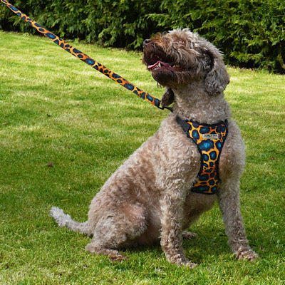 Dog on a leash wearing a colorful harness in a grassy area with trees in the background
