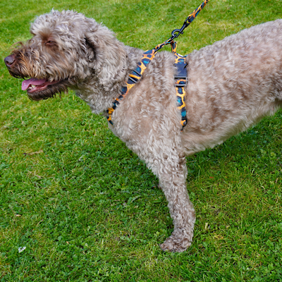 Dog wearing a leopard print harness Handmade by Barkley and Fetch UK on a grassy field