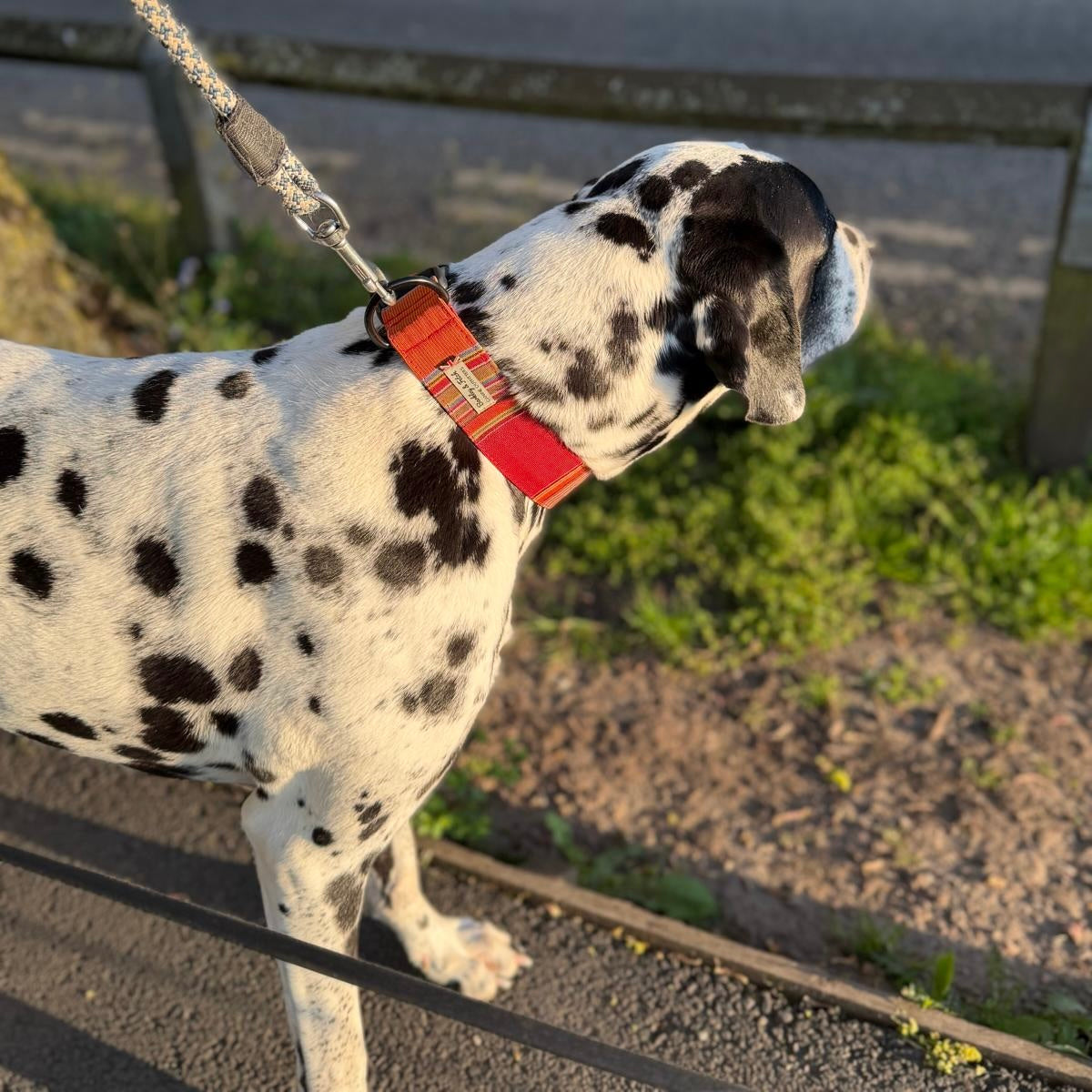 Dalmatian dog on a leash with a red collar, handmade in uk by Barkley and fetch standing outdoors.