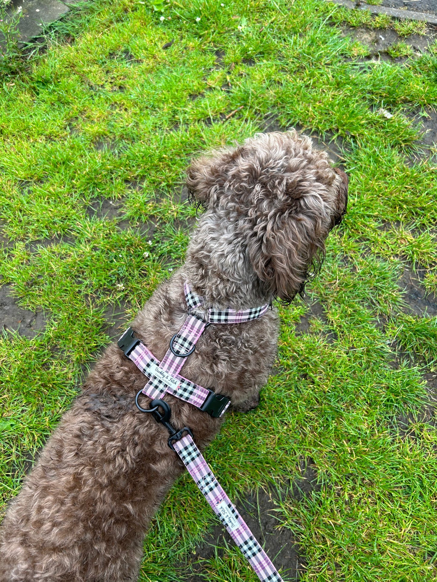 PinkBerry Check Strap Harness