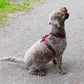 Essential Cushion Webbing Dog Harness