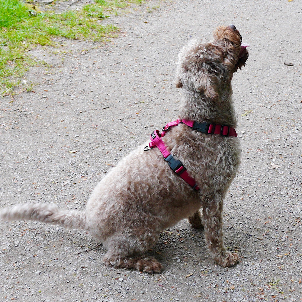 Essential Cushion Webbing Dog Harness