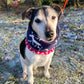 Xmas Fairisle Fleece Dog Snood