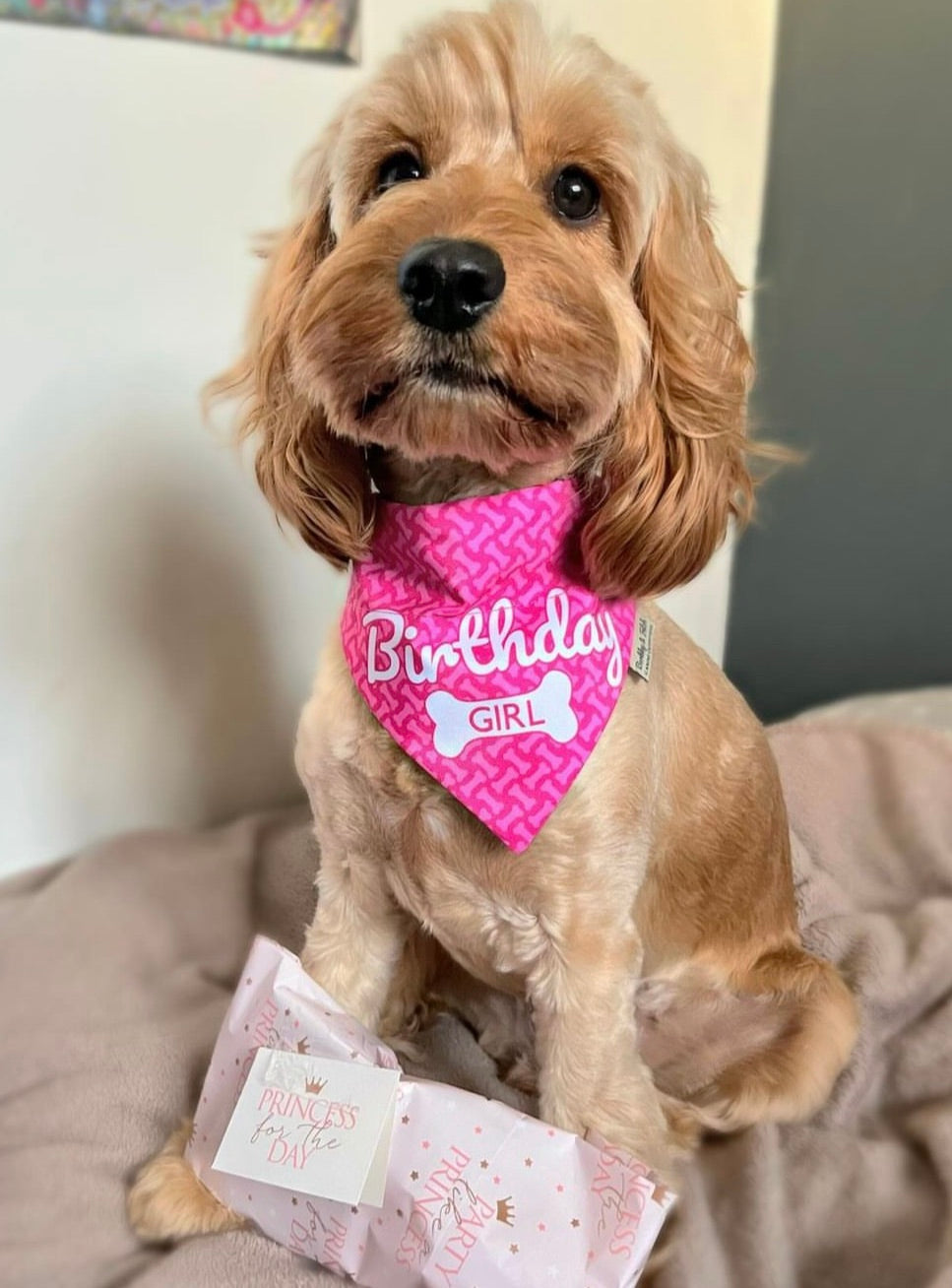 Birthday Dog Bandana Girl