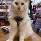 Leopard Print Cat Harness and Lead