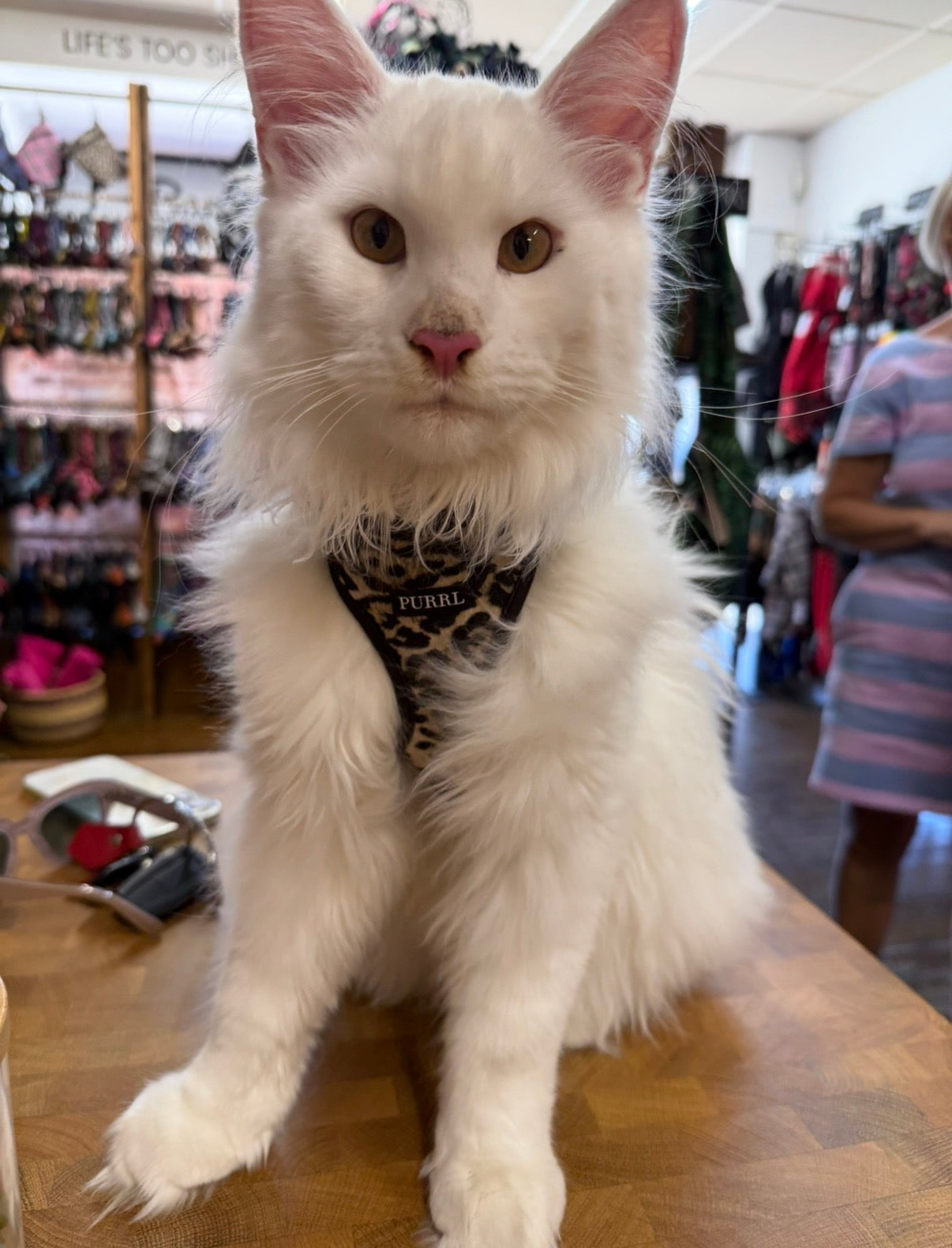 Leopard Print Cat Harness and Lead