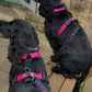 Colour Block Webbing Harness
