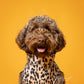 Softshell Dog Coat - Overhead style with harness zip