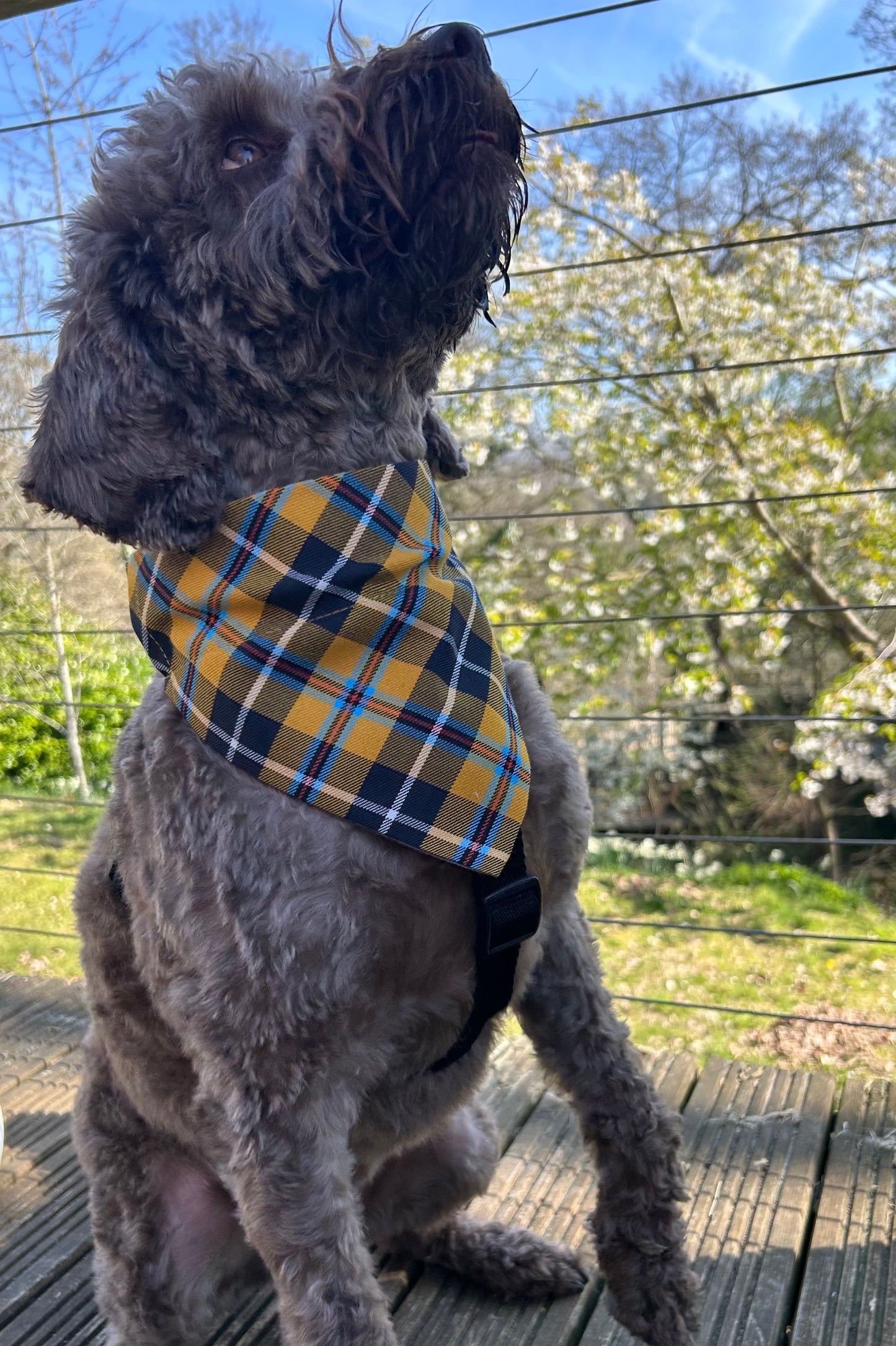 Cornish Tartan Dog Bandana