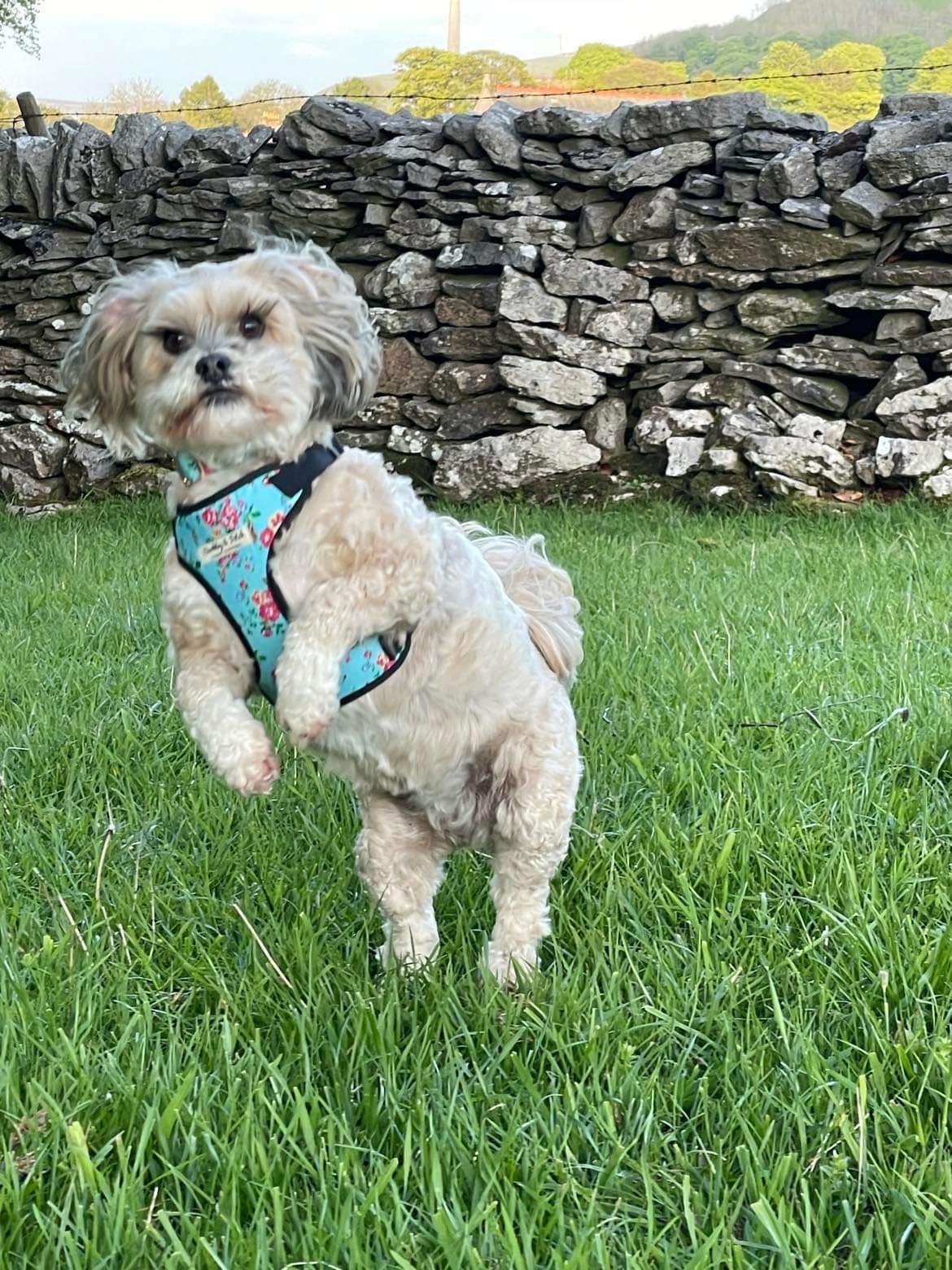 Blue Ditsy Floral Fabric Harness