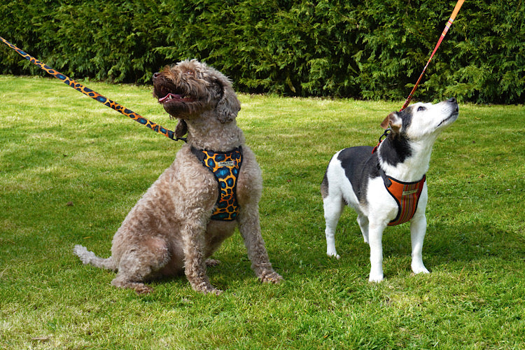 Two dogs on leashes in a grassy area with greenery in the background