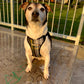 Dog wearing a plaid harness sitting on a concrete surface with a grassy area and fence in the background.