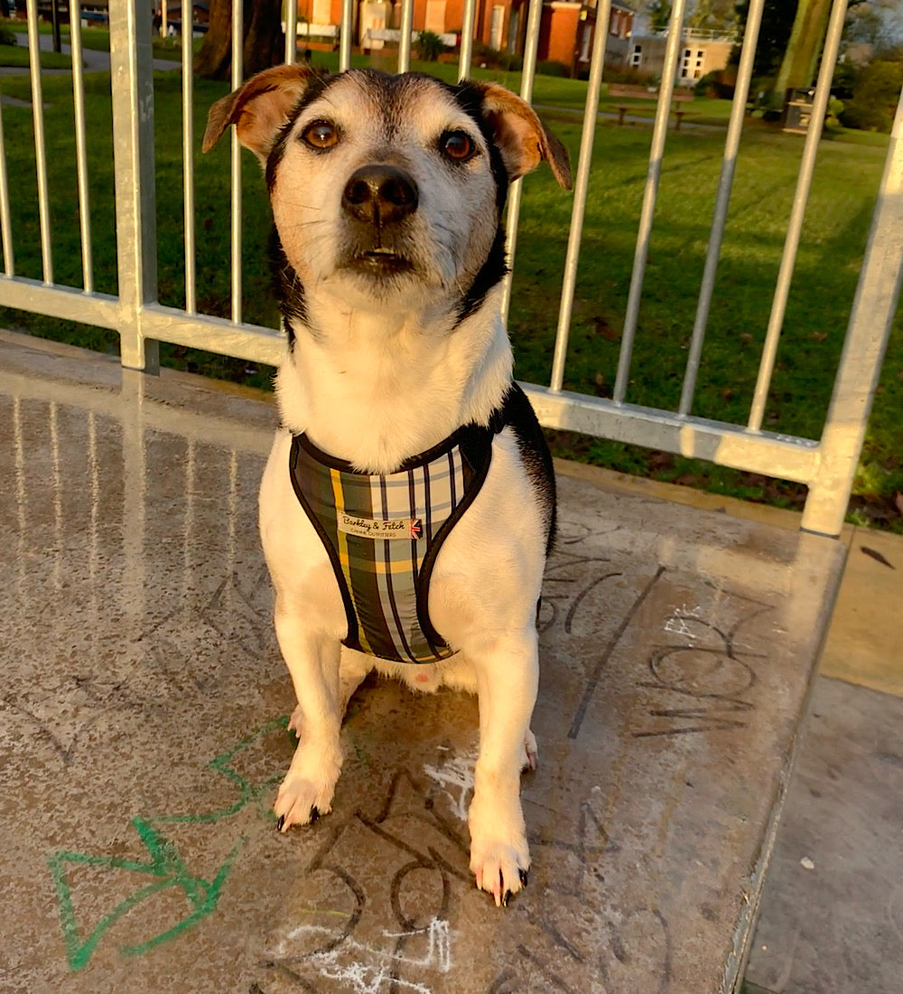 Dog wearing a plaid harness sitting on a concrete surface with a grassy area and fence in the background.