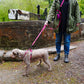 Person walking a dog on a leash near a lock structure in a park-like setting