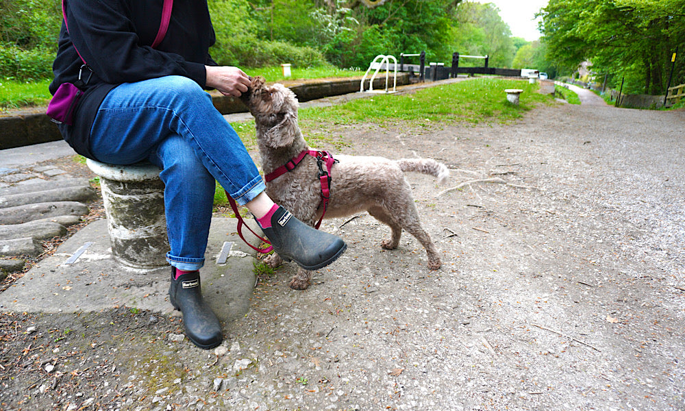 Person sitting on a stone wall with a small dog on a leash in a park-like setting.