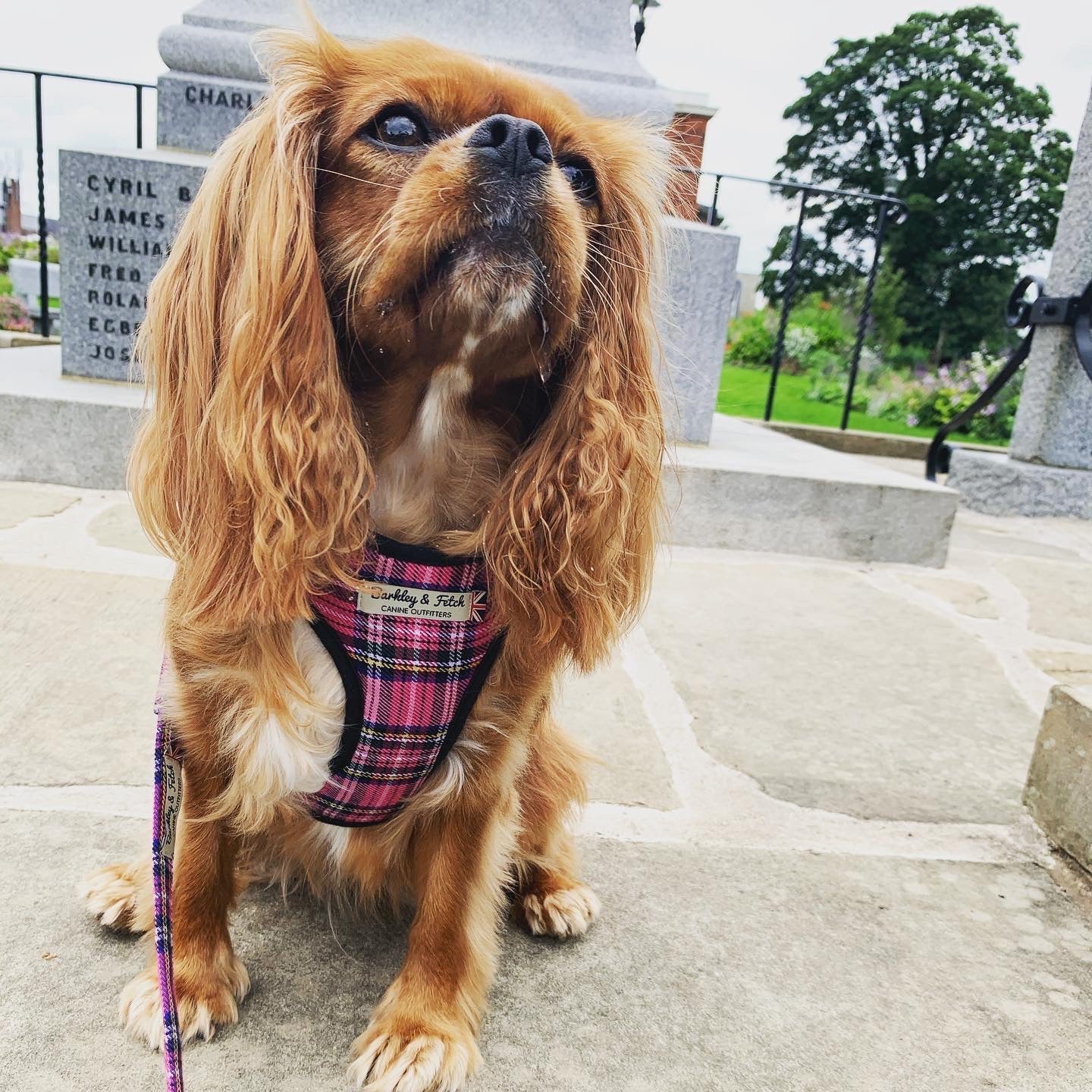 King Charles cavalier sat on paving by a war memorial wearing a pink tartan harness