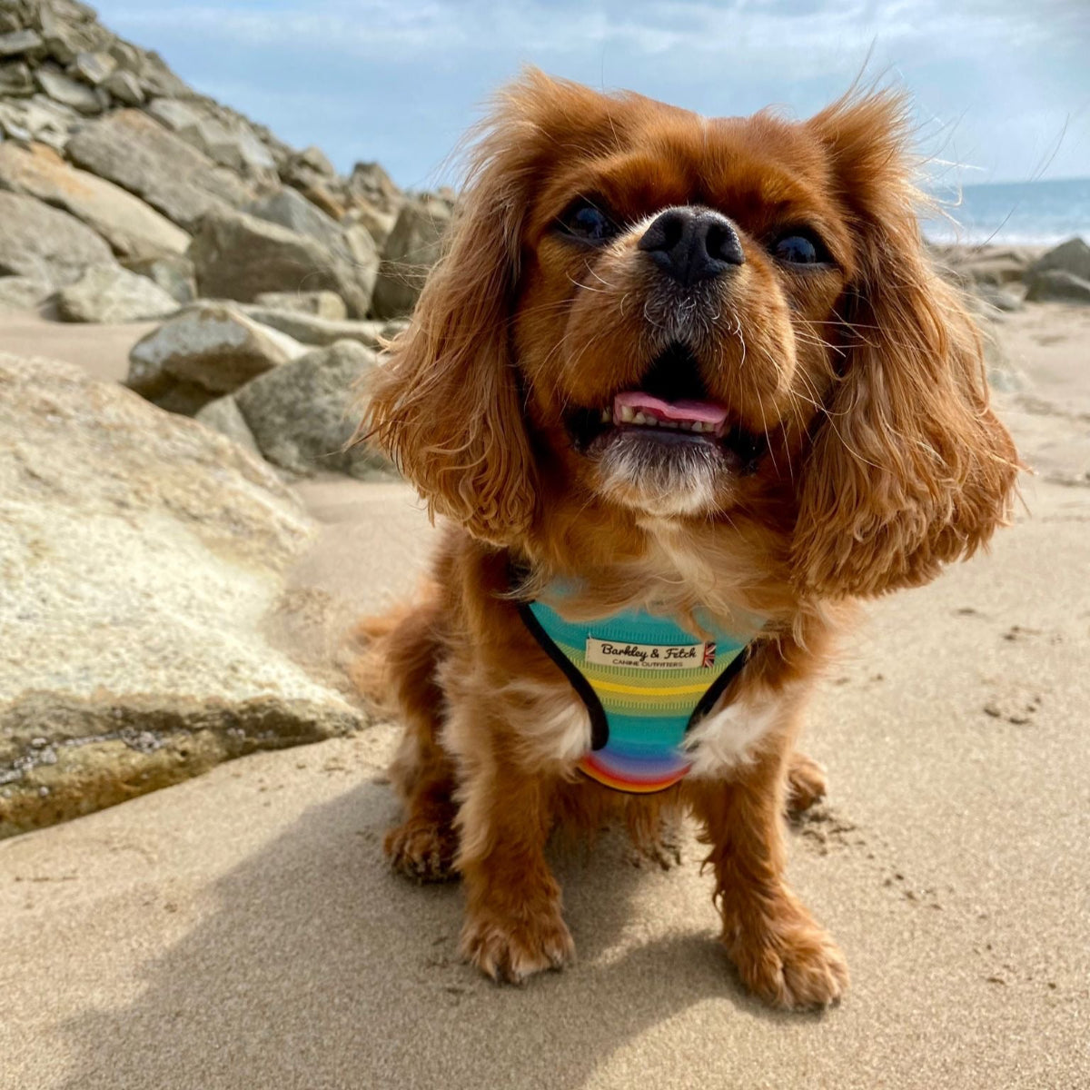 Apricot colour King Charles cavalier wearing rainbow stripe harness on a beach