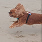 King Charles spaniel running on a beach flying through the air