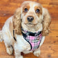 King Charles spaniel in pink check harness and collar sat on a wooden floor