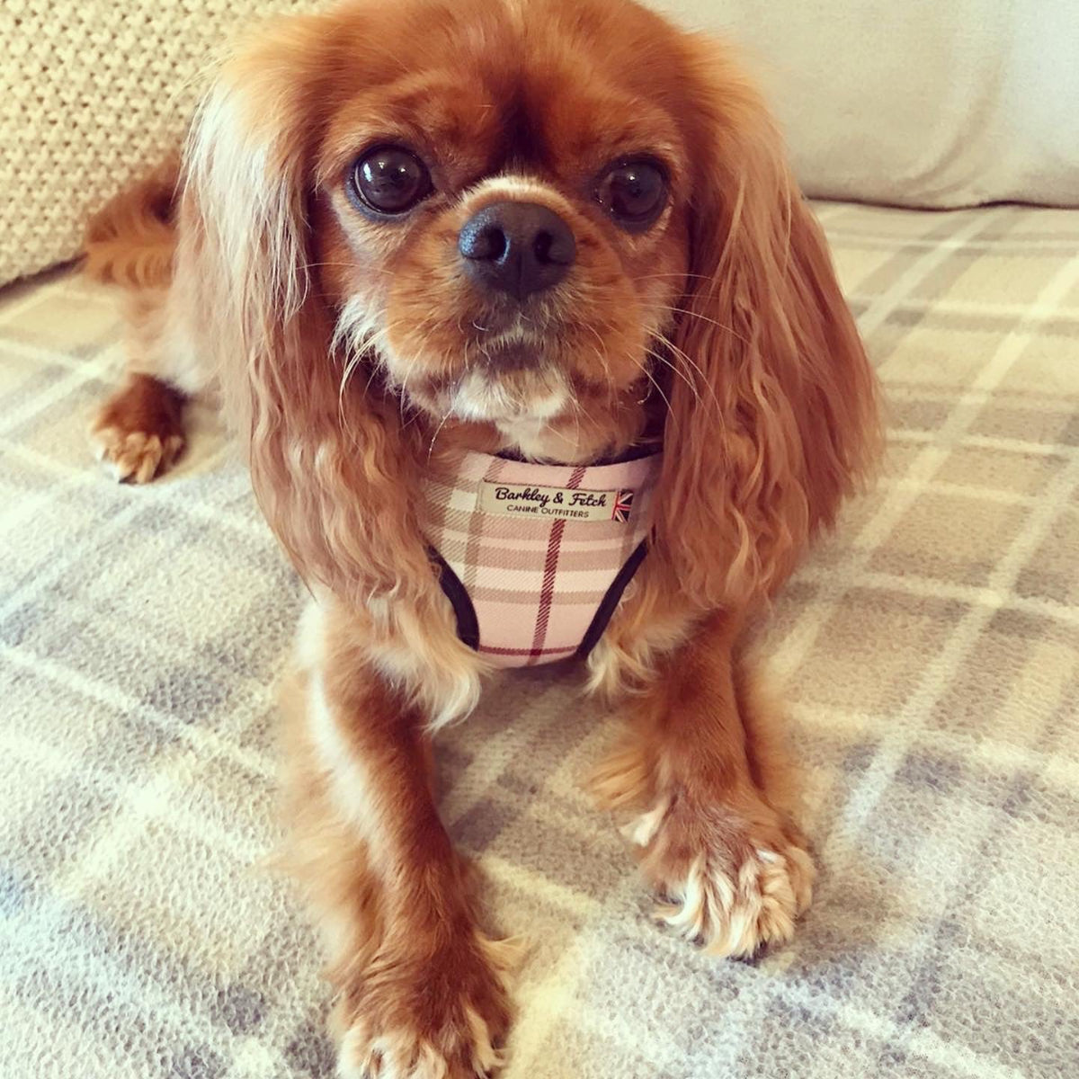 Kings Charles apricot cavalier lying down wearing pale pink harness