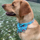golden Labrador wearing blue floral print bandana and collar on grass