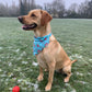 Blue Ditsy Floral Dog Bandana