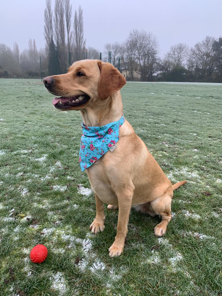 Blue Ditsy Floral Dog Bandana