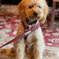 Dog wearing a plaid leash on a patterned rug handmade by barkley and fetch uk