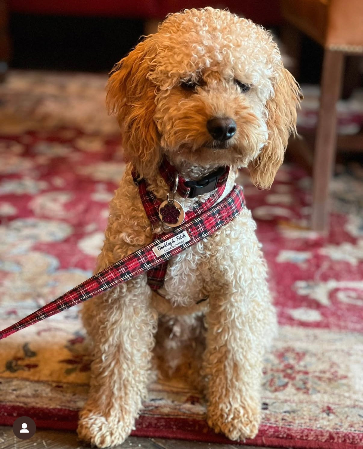 Dog wearing a plaid leash on a patterned rug handmade by barkley and fetch uk