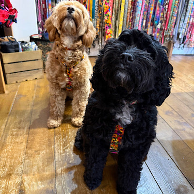 Two dogs, one brown and one black, standing on a wooden floor with colorful fabric in the background.