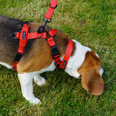 Essential Cushion Webbing Dog Collar