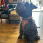Schnauzer sat upon a wooden floor  wearing an orange dog harness and collar