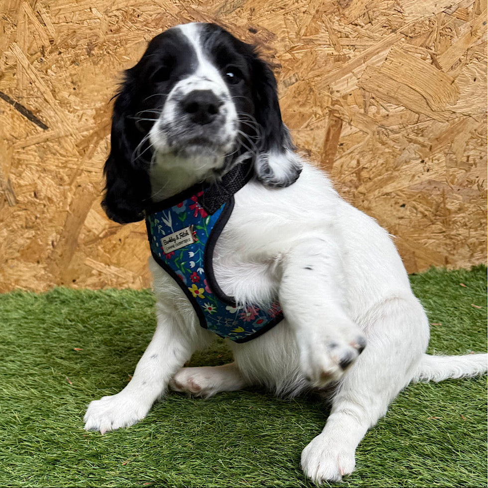 Dog wearing a colorful harness sitting on grass with a wooden panel background
