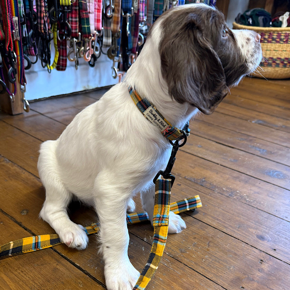 Dog on a leash in a store with pet collars and leashes in the background