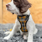Puppy wearing a plaid harness on a carpeted floor