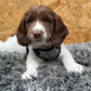 Puppy wearing a checkered harness on a textured surface with a wooden background