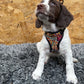 Dog wearing a colorful harness sitting on a gray rug with a wooden wall background