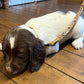 Dog on a leash lying on a wooden floor with pet accessories in the background