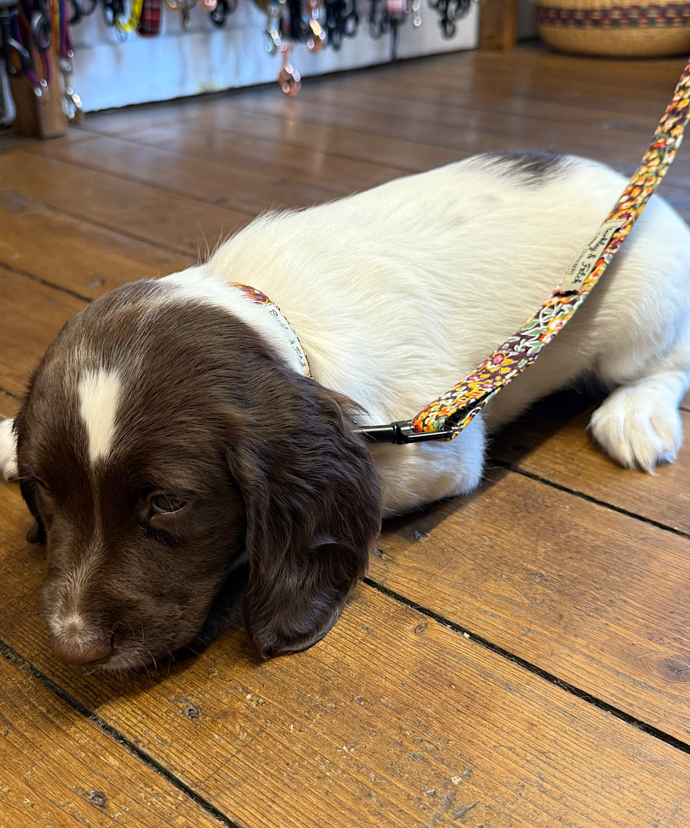 Dog on a leash lying on a wooden floor with pet accessories in the background