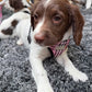 Brown and white puppy wearing a pink harness on a gray carpet