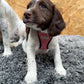 Dog wearing a pink harness on a gray carpet with a wooden wall in the background